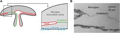Morphogenesis of the gastrovascular canal network in Aurelia jellyfish: Variability and possible mechanisms
